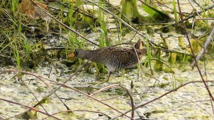 Spotted Crake