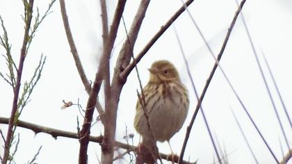 Tree Pipit