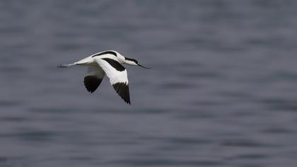 Pied Avocet