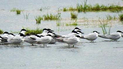 Gull-billed Tern