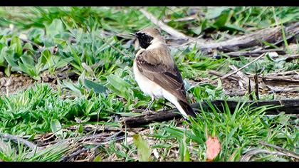 Black-eared Wheatear