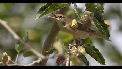 Eurasian Reed Warbler