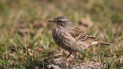 Water Pipit