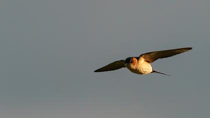 Red-rumped Swallow