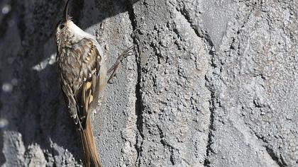 Short-toed Treecreeper