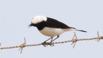 Pied Wheatear