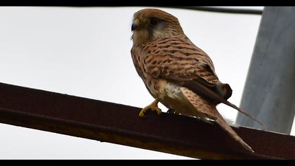Common Kestrel