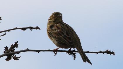 Cirl Bunting