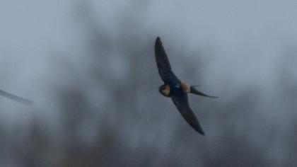 Red-rumped Swallow