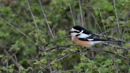 Masked Shrike