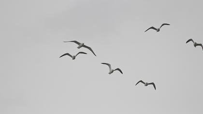 Lesser Black-backed Gull