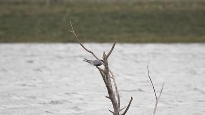 Whiskered Tern