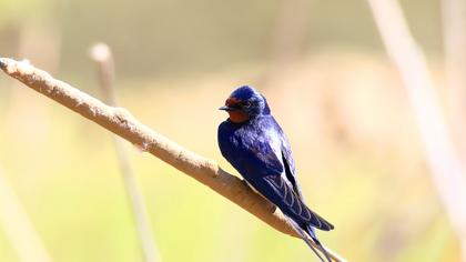 Barn Swallow