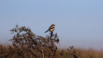 Woodchat Shrike