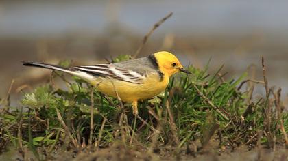 Citrine Wagtail