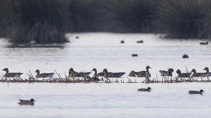 Lesser White-fronted Goose