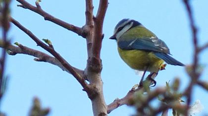 Eurasian Blue Tit