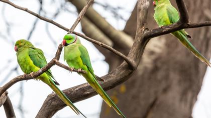 Rose-ringed Parakeet