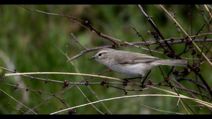 Common Chiffchaff