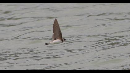 Sand Martin