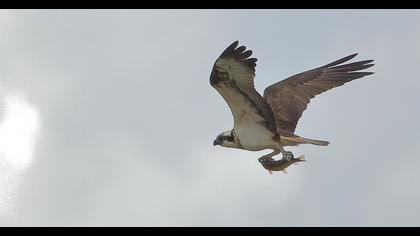 Western Osprey