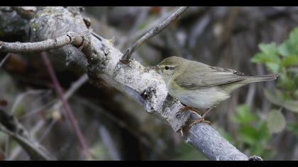Willow Warbler