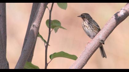 Tree Pipit