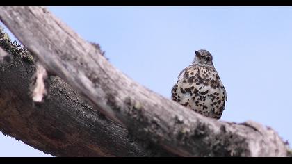 Mistle Thrush