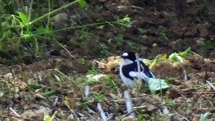 Collared Flycatcher