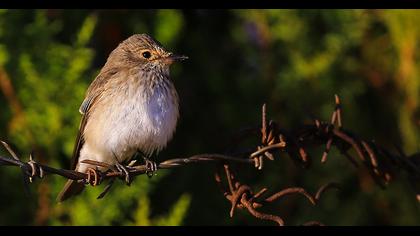 Spotted Flycatcher