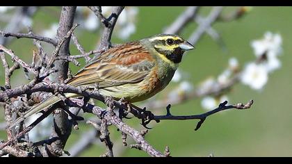 Cirl Bunting