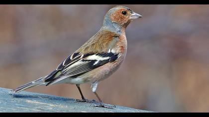 Common Chaffinch