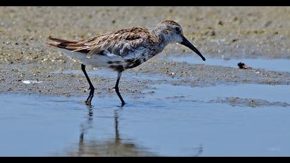 Dunlin