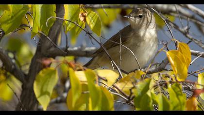 Garden Warbler