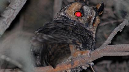 Long-eared Owl