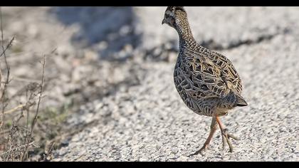Black Francolin