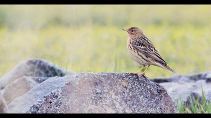 Red-throated Pipit