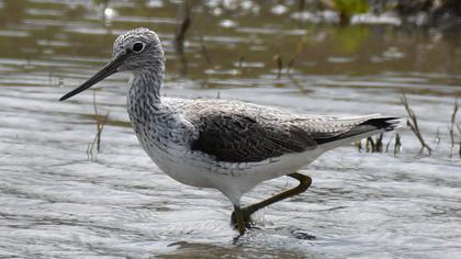 Common Greenshank