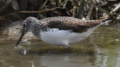 Green Sandpiper