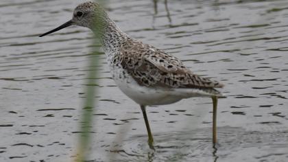Marsh Sandpiper