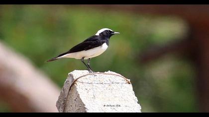 Pied Wheatear