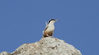 Eastern Rock Nuthatch