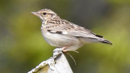 Woodlark