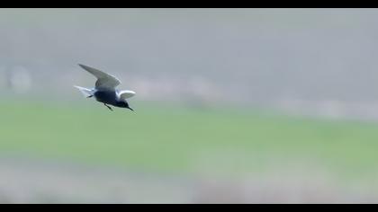 Black Tern