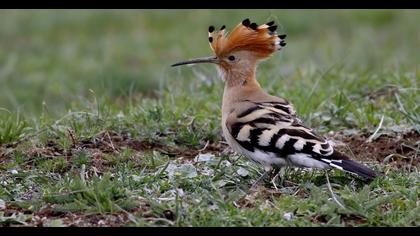 Eurasian Hoopoe