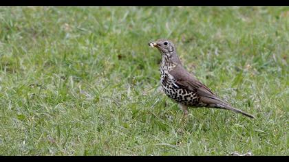 Mistle Thrush