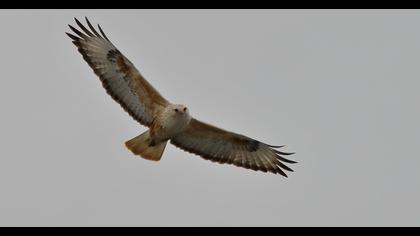 Long-legged Buzzard