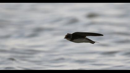 Sand Martin