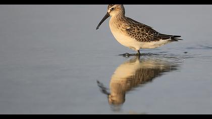 Curlew Sandpiper
