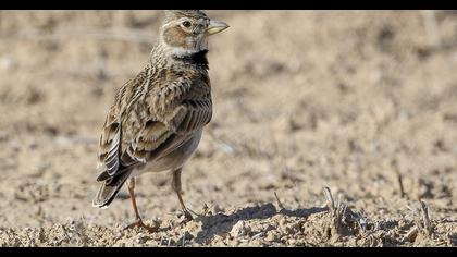 Calandra Lark